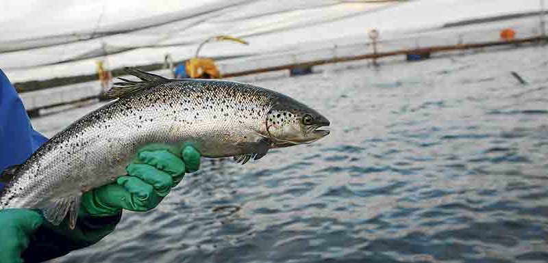 Emprendedor regional es aprobado para certificar estructuras de cultivo de salmón